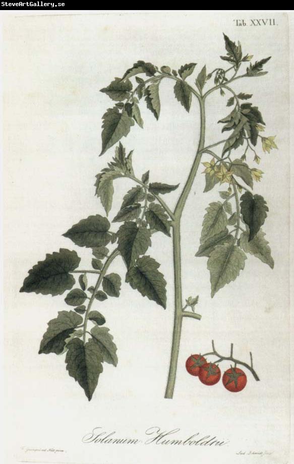 Alexander von Humboldt Lycopersicum esculentum